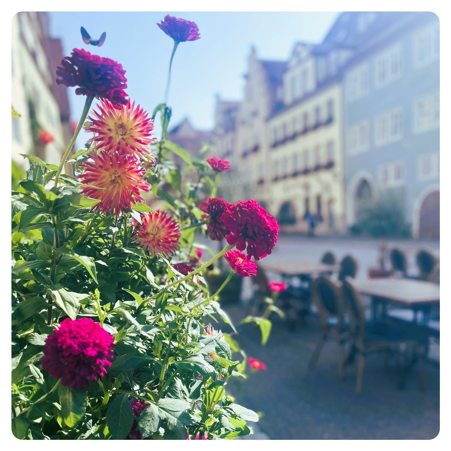 Butterfly flying over flowers next to an outdoor cafe area in Rothenburg