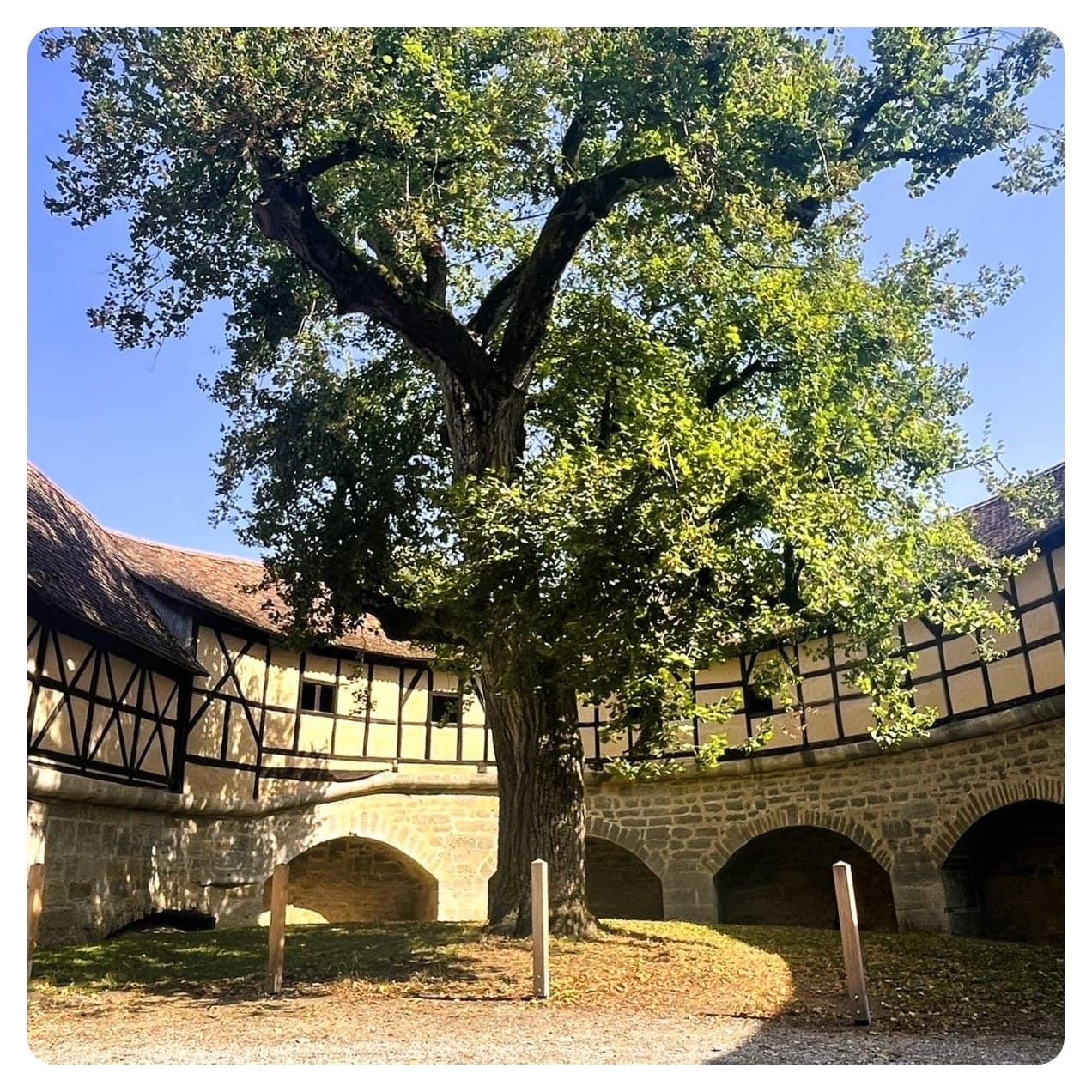 Half-timbered structure of the Spitaltor in Rothenburg with large oak tree