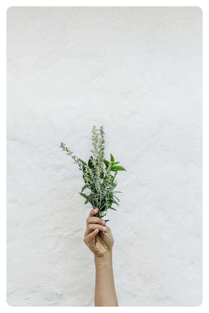 hand holding bunch of natural herbs for van life vanlavita 